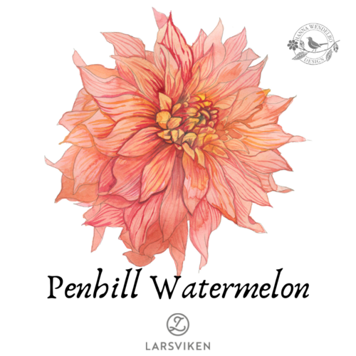 Koristedaalia 'Penhill Watermelon'  - HW Collection