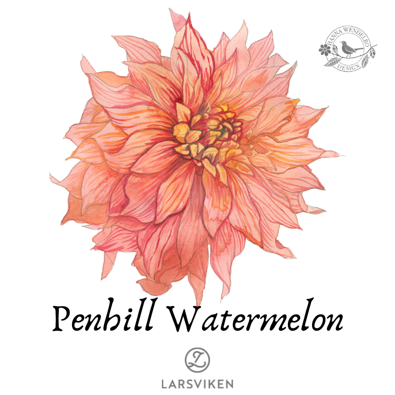 Koristedaalia 'Penhill Watermelon' - HW Collection