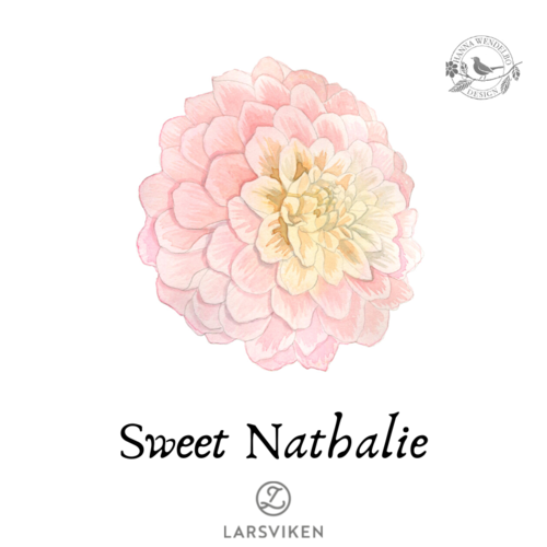 Koristedaalia 'Sweet Nathalie' - HW Collection