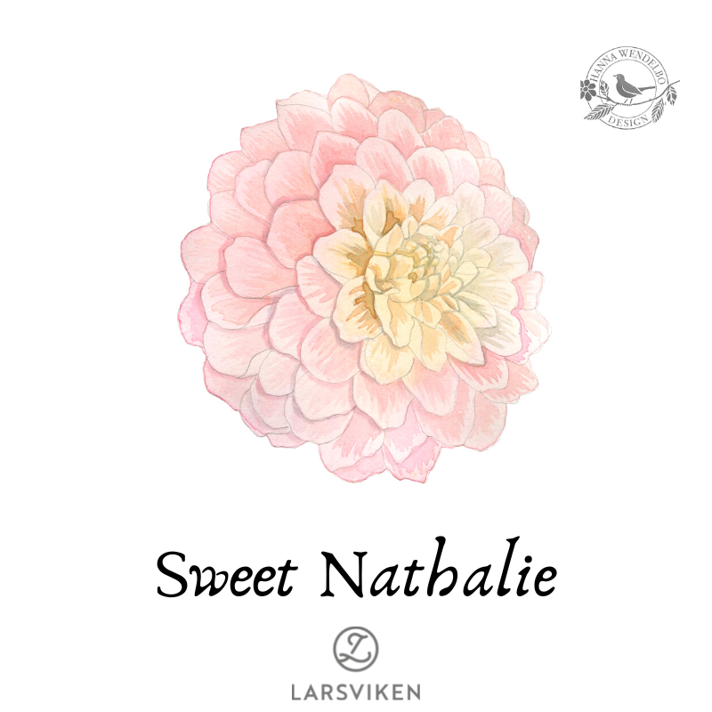 Koristedaalia 'Sweet Nathalie' - HW Collection