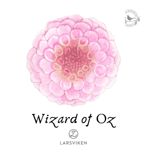 Pallodaalia 'Wizard of Oz' - HW Collection