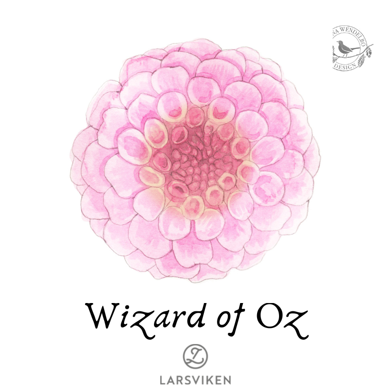 Pallodaalia 'Wizard of Oz' - HW Collection