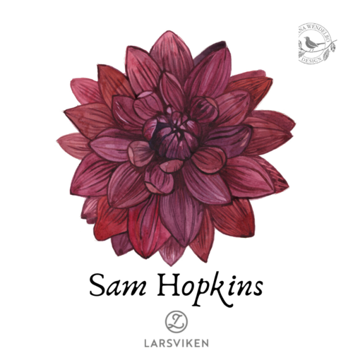 Koristedaalia 'Sam Hopkins' - HW Collection