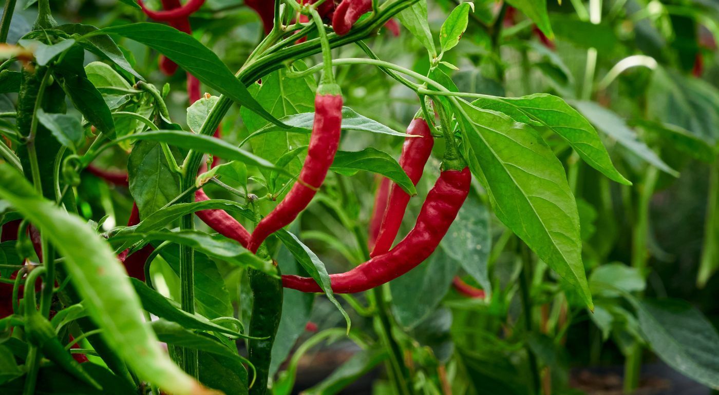 Läs hela inlägget: Chilien kasvattaminen on koukuttava harrastus