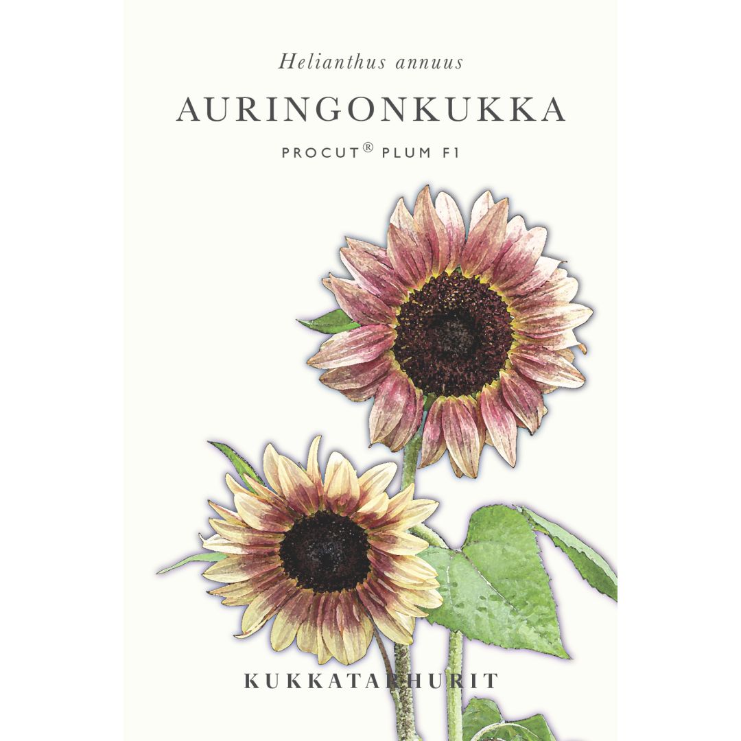 Auringonkukka F1 Procut Plum MUSTILA PUUTARHA Auringonkukka F1 Procut Plum MUSTILA PUUTARHA