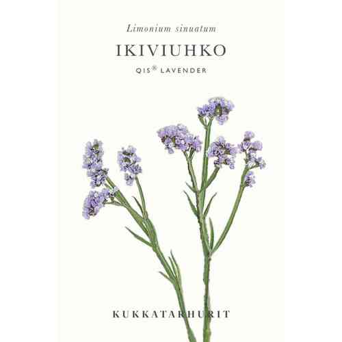 Ikiviuhko 'QIS® Lavender'