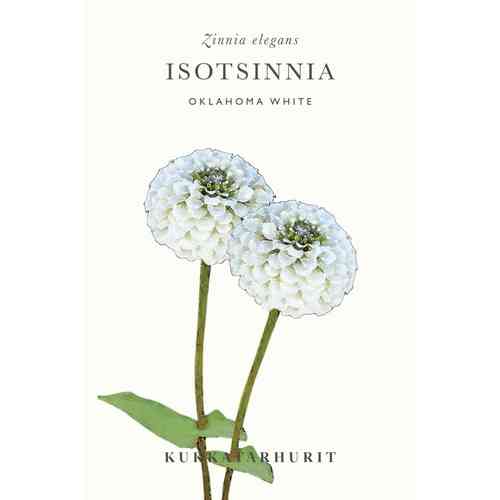 Isotsinnia 'Oklahoma White'