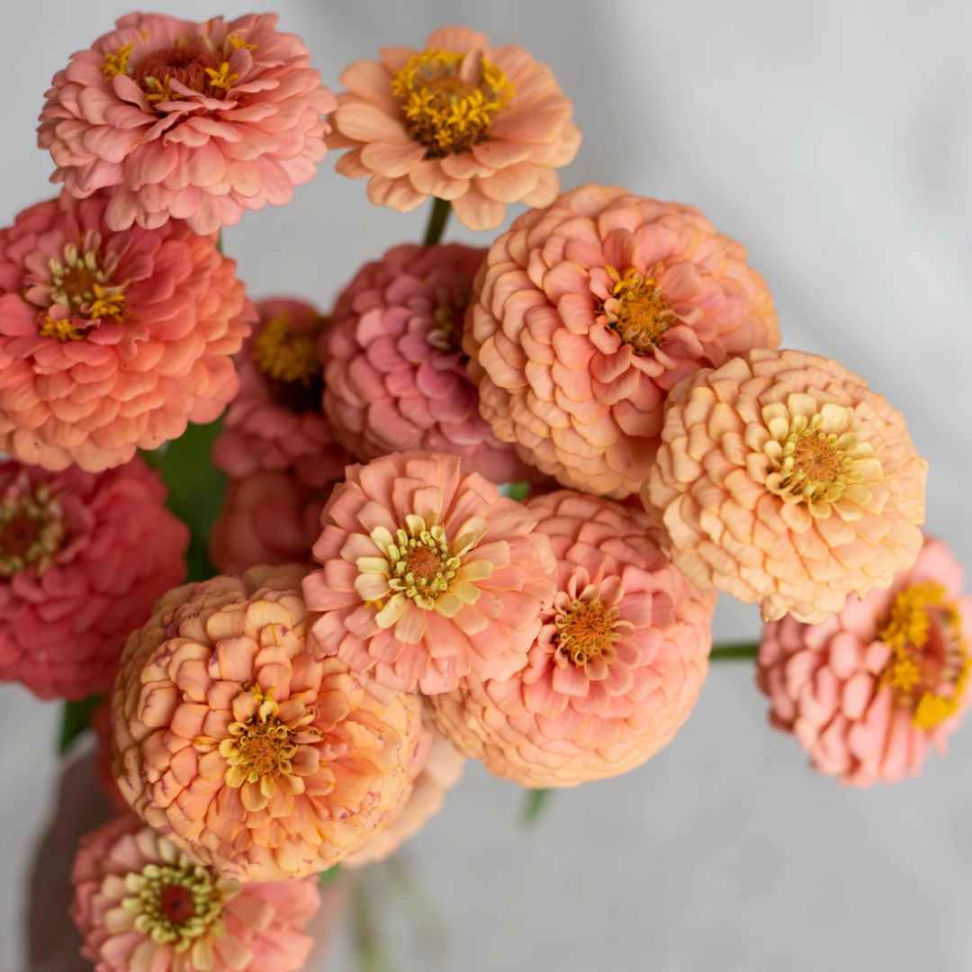 Zinnia 'Oklahoma Salmon'