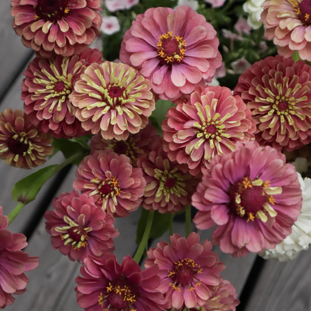 Zinnia 'Queen Red Lime'