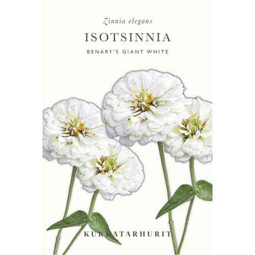 Isotsinnia 'Benary's Giant White'