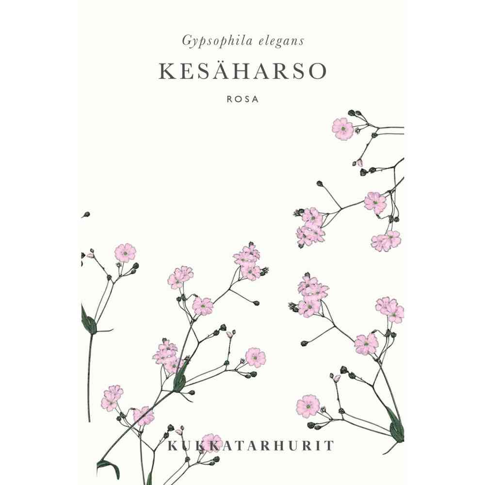Sommarslöja 'Rosa'