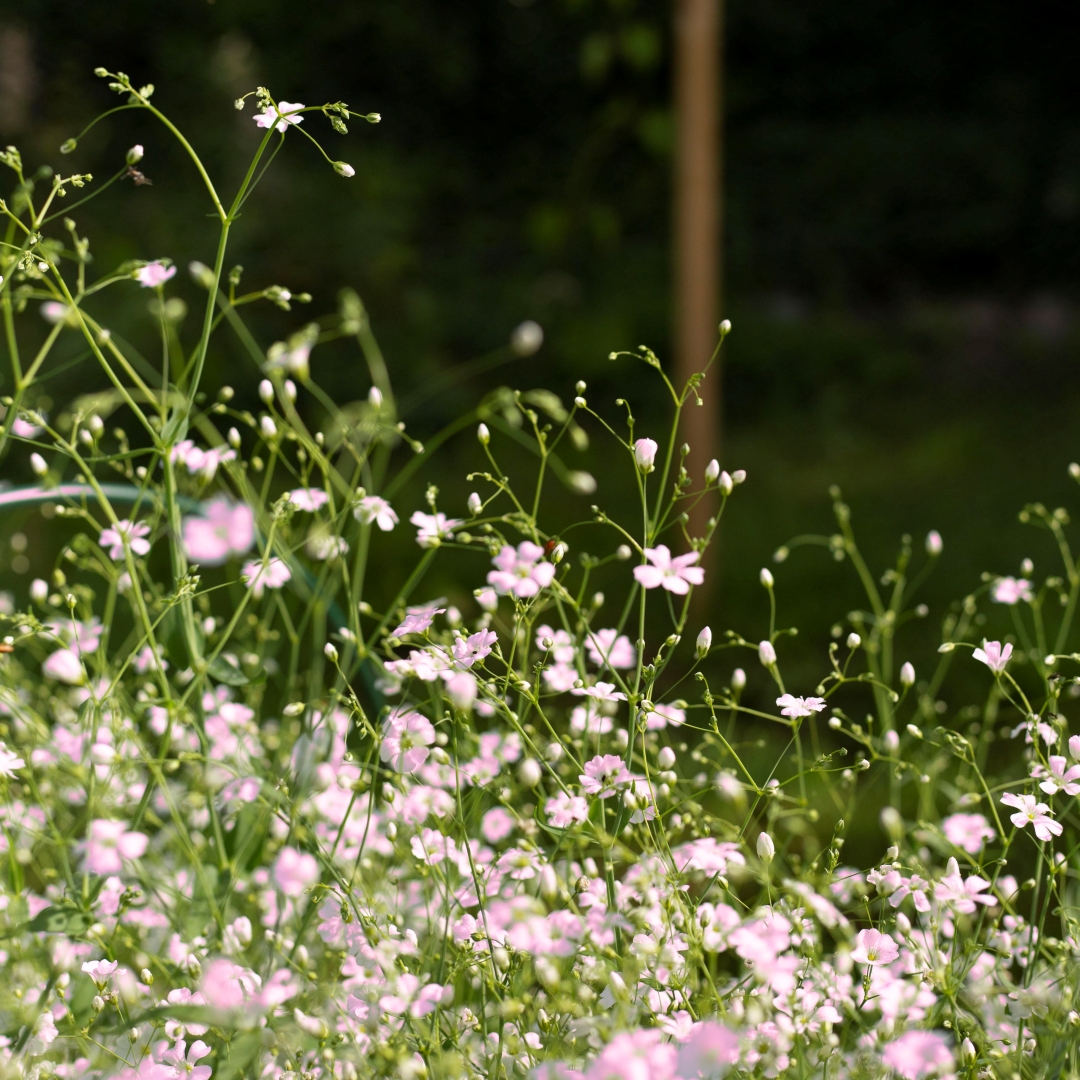 Sommarslöja 'Rosa'