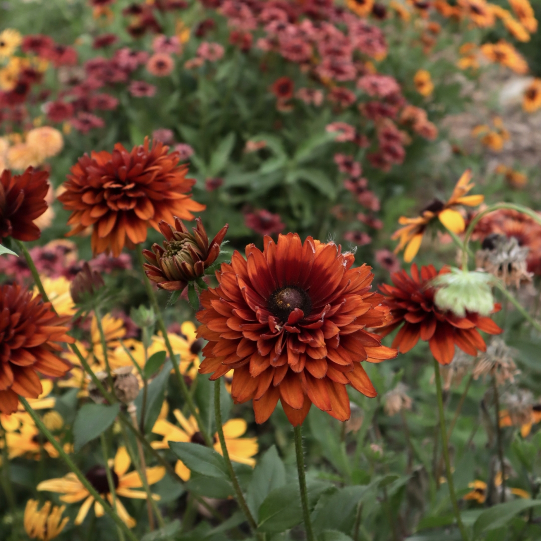 Sommarrudbeckia 'Cherokee Sunset'