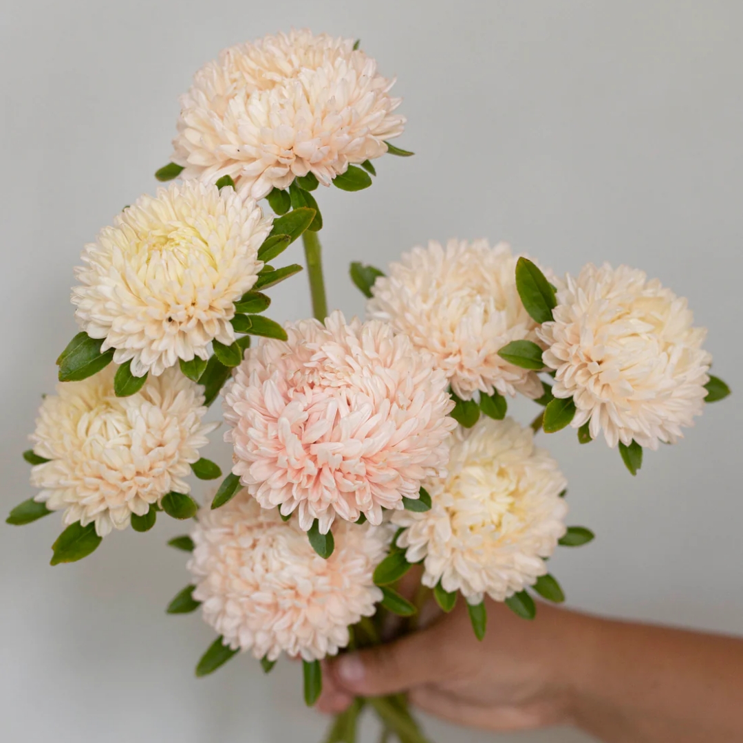 Sommaraster 'Chrisantella Lotos Flower'