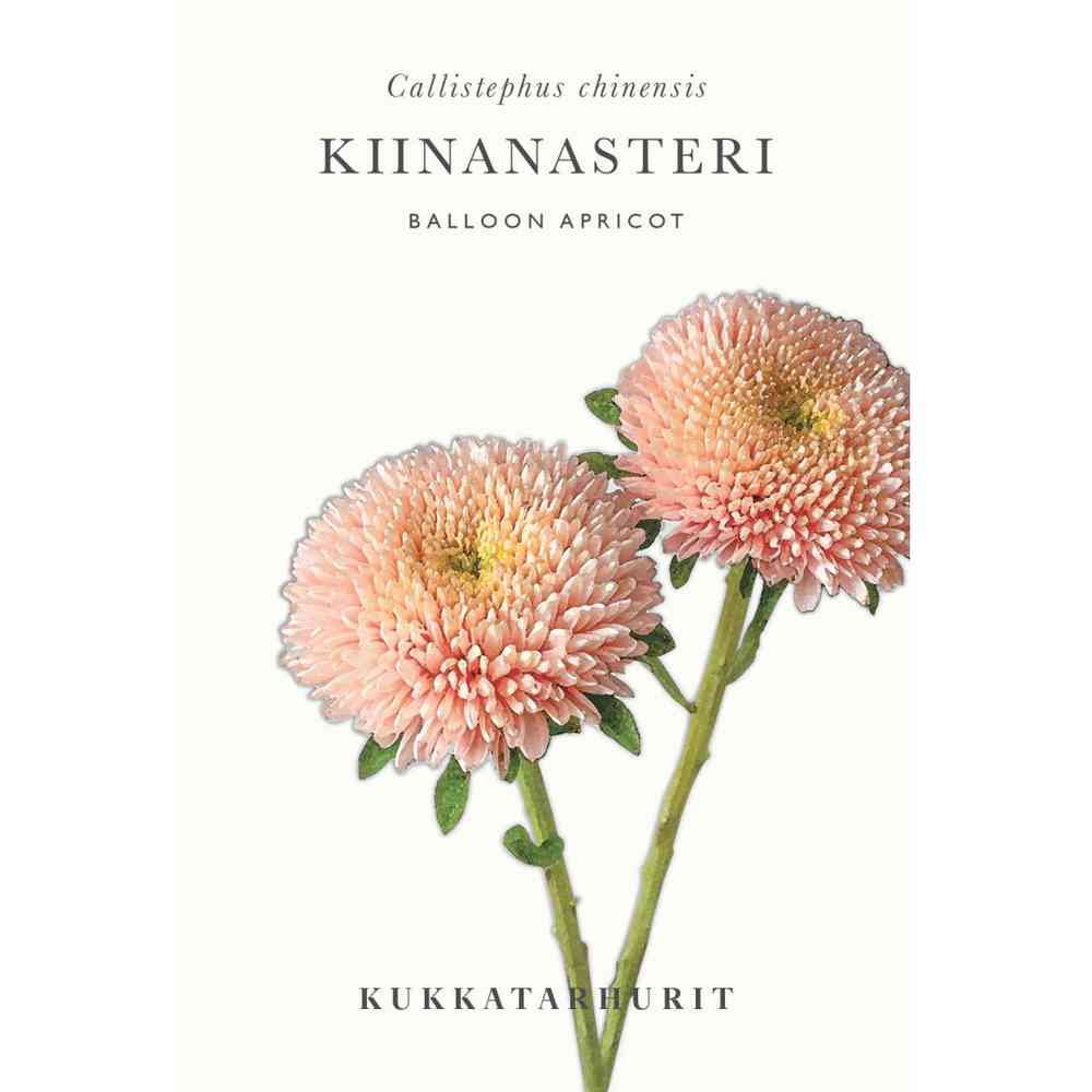 Sommaraster 'Balloon Apricot'