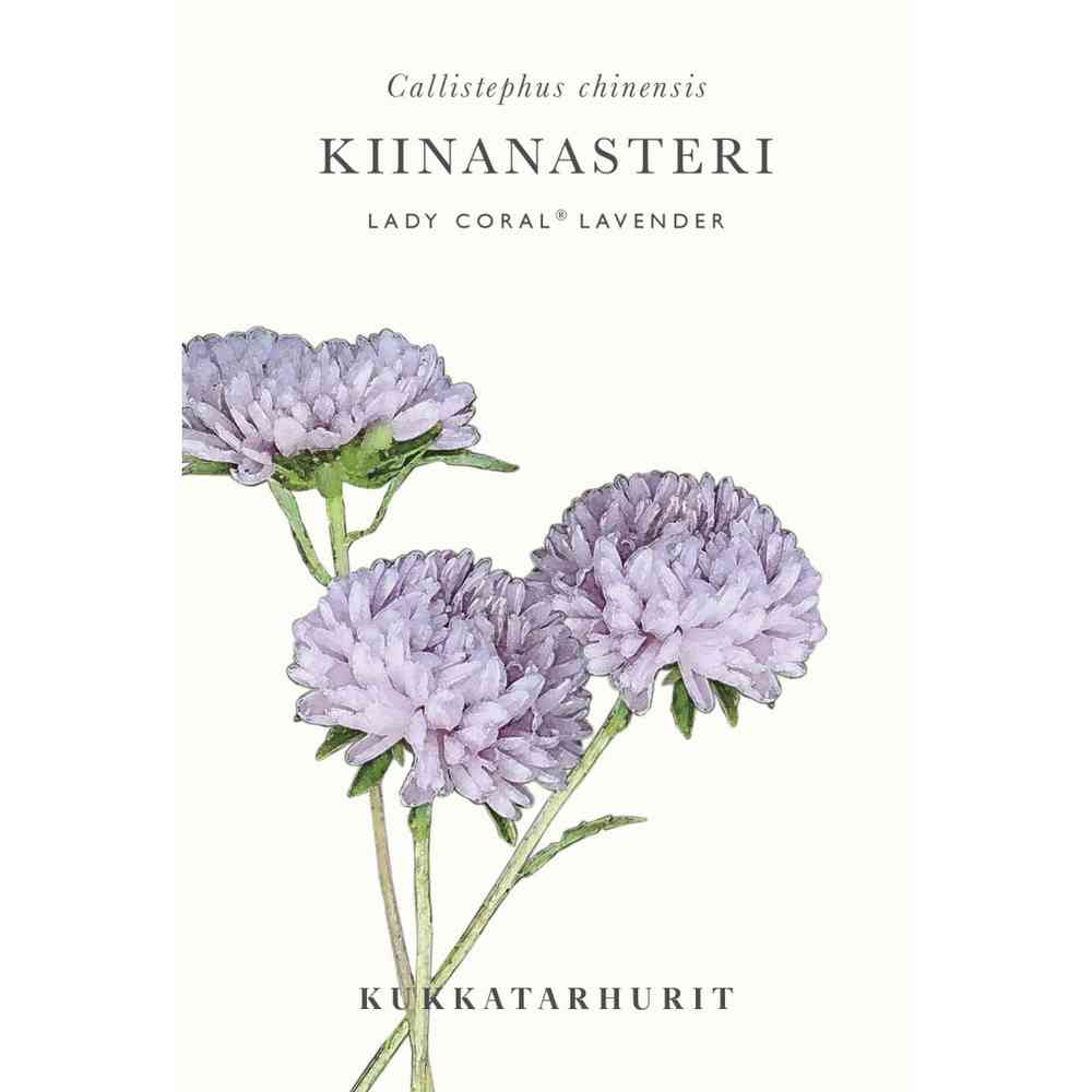 Sommaraster 'Lady Coral® Lavender'