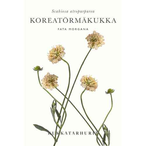 Koreatörmäkukka ’Fata Morgana’