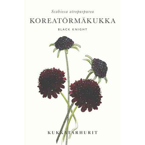 Koreatörmäkukka ’Black Knight’