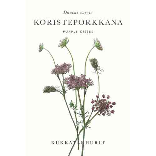 Koristeporkkana 'Purple Kisses'