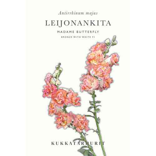 Leijonankita 'Madame Butterfly Bronze with White F1'