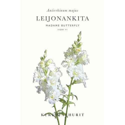 Leijonankita 'Madame Butterfly Ivory F1'