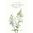 Leijonankita 'Madame Butterfly Ivory F1'