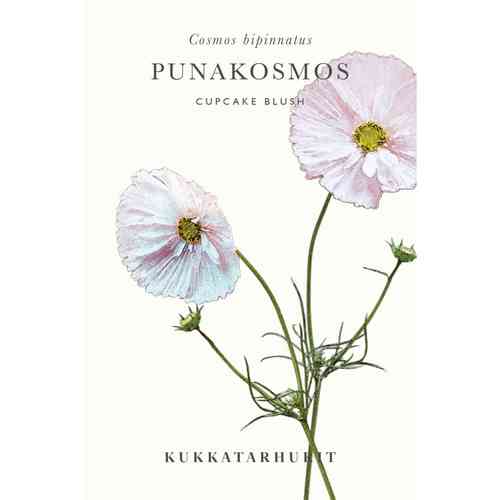 Punakosmos ’Cupcake Blush’