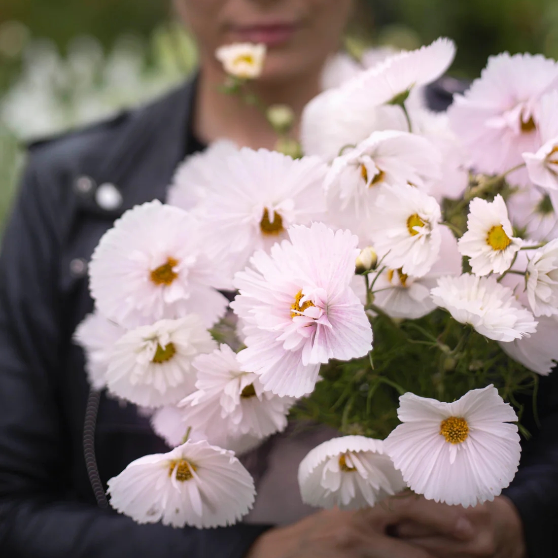 Rosenskära ’Cupcake Blush’