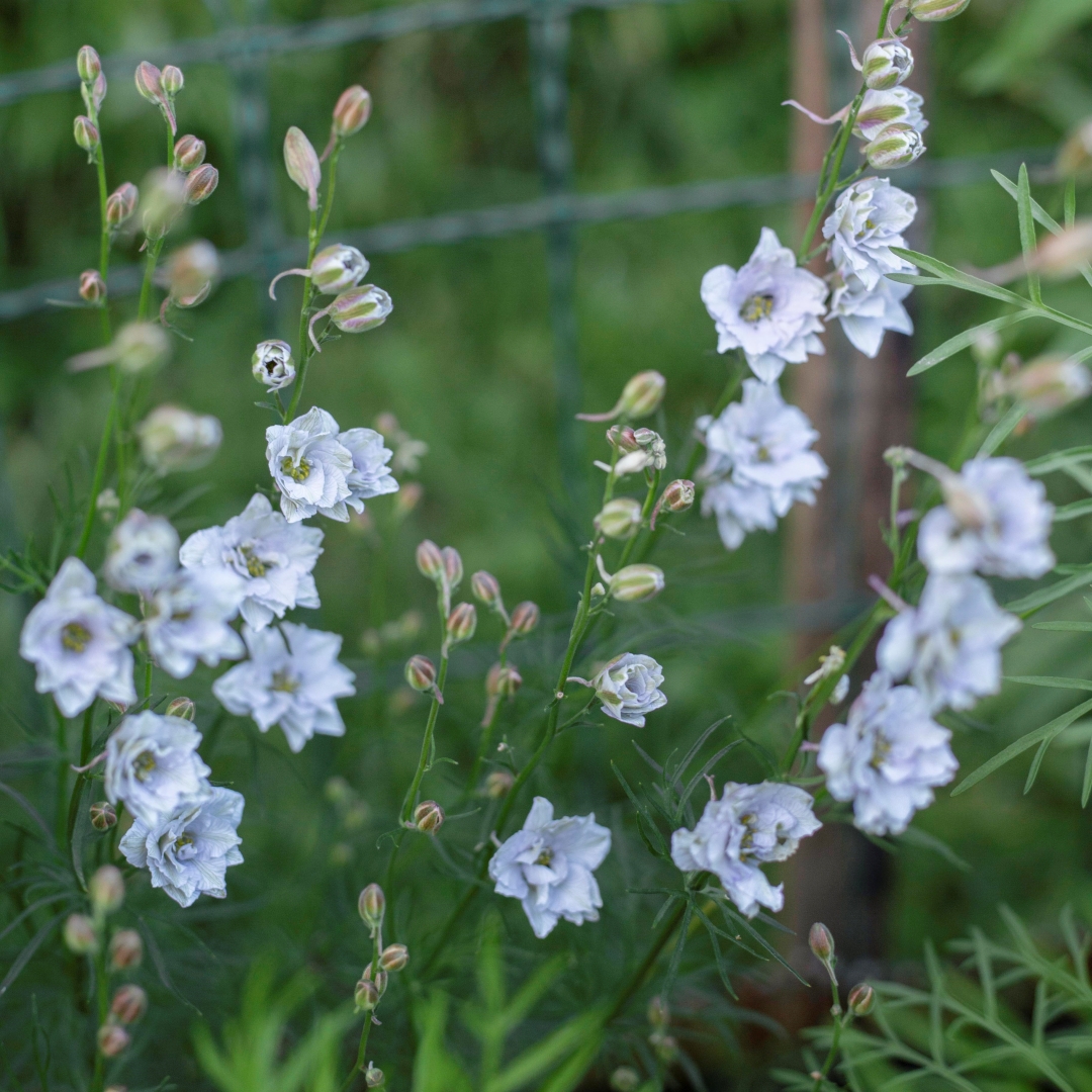 Larkspur ’Fancy Smokey Eyes'