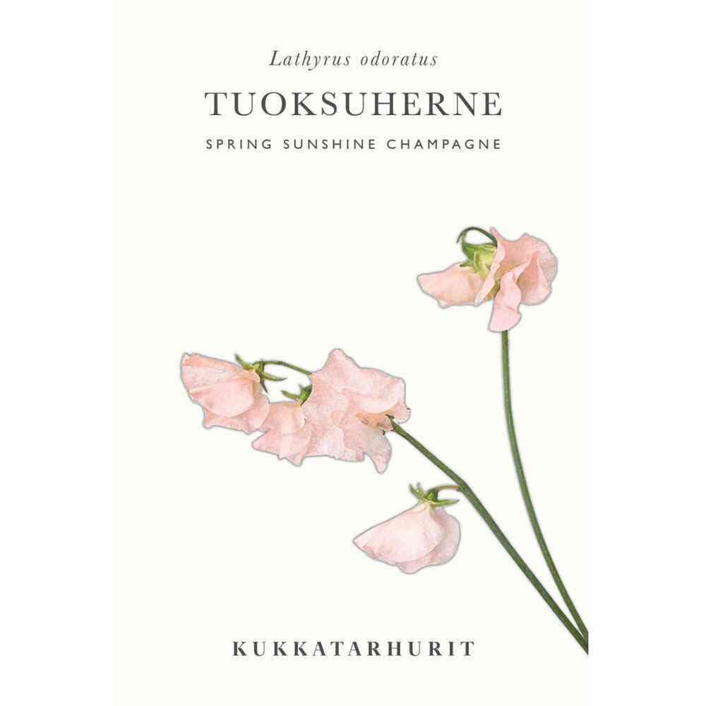 Luktärt 'Spring Sunshine Champagne'