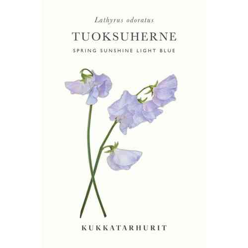 Tuoksuherne 'Spring Sunshine Light Blue'