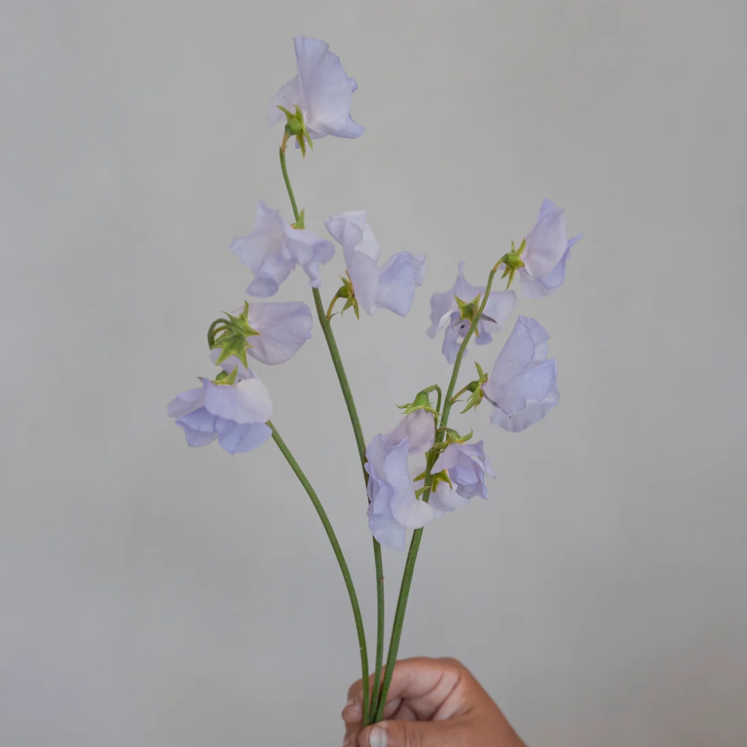 Luktärt 'Spring Sunshine Light Blue'