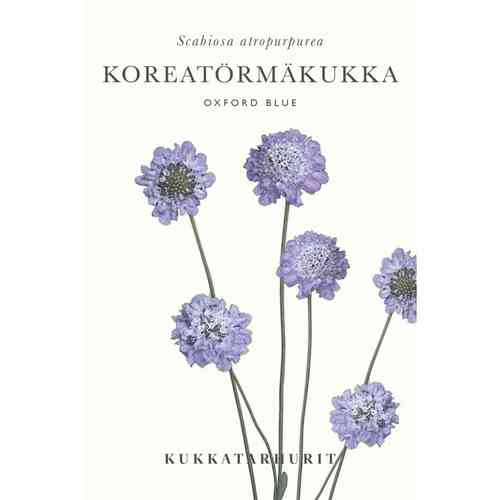 Koreatörmäkukka ’Oxford Blue’