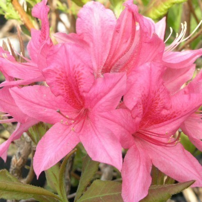 Revontuliatsalea 'Rosy Lights'