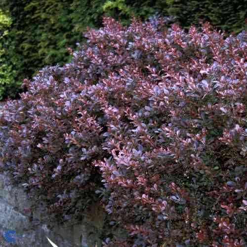 Berberis thunbergii