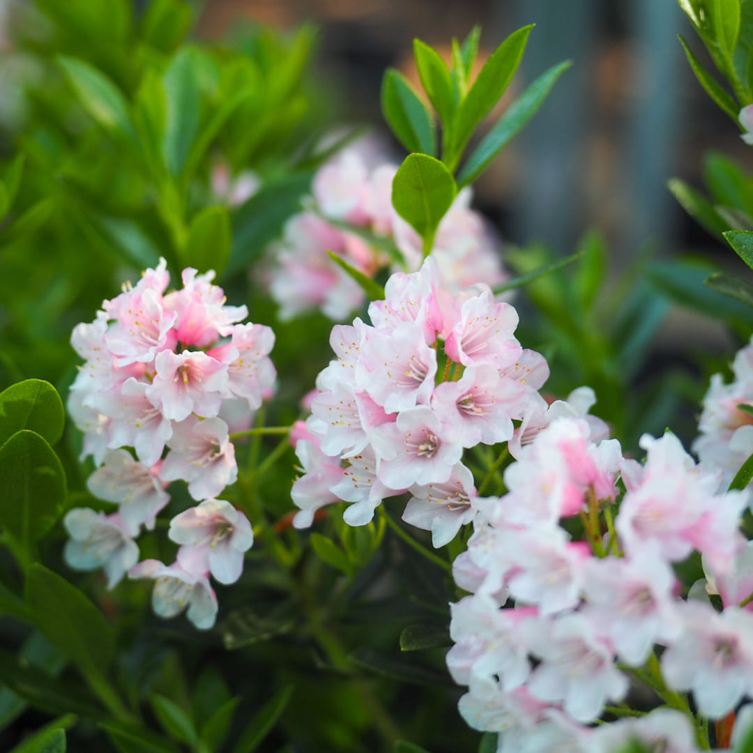 Kääpiöalppiruusu 'Bloombux Magenta'