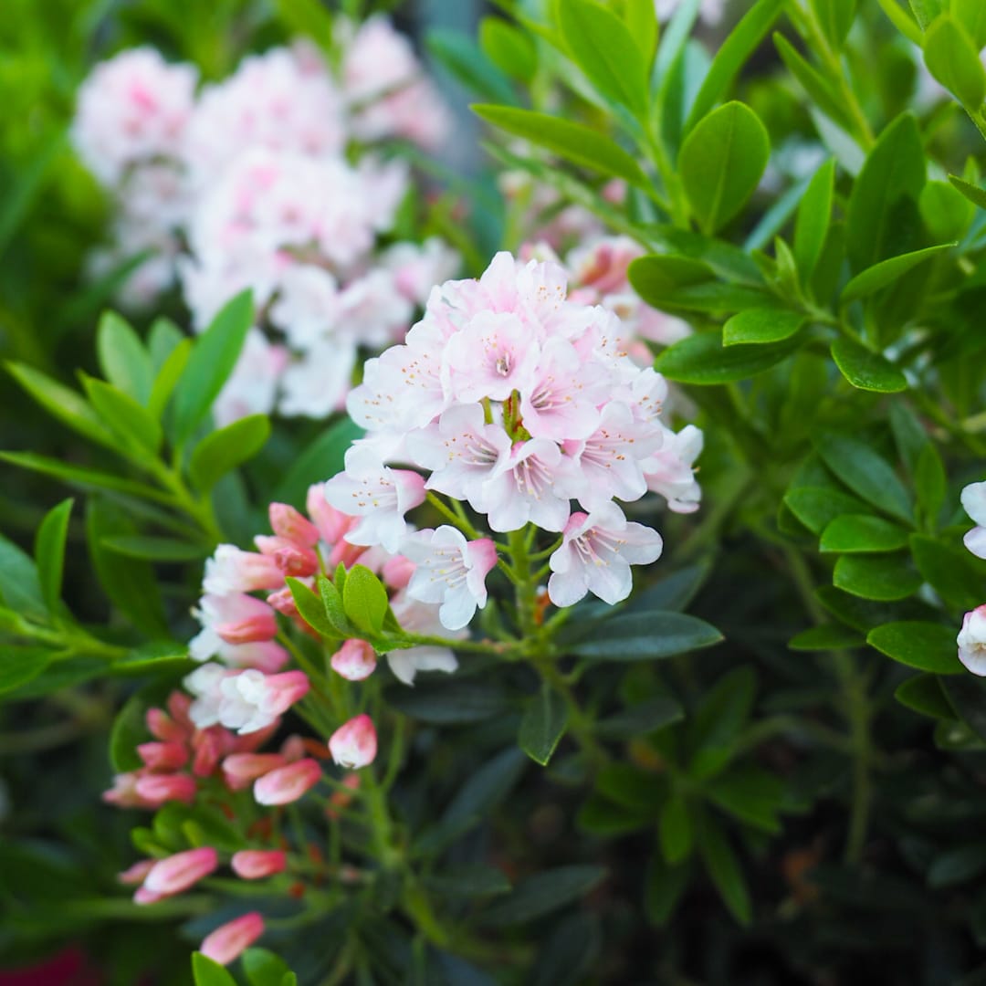 Kääpiöalppiruusu 'Bloombux Magenta'