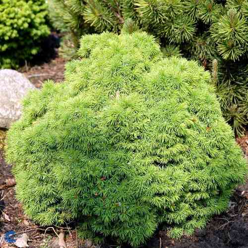 Picea glauca