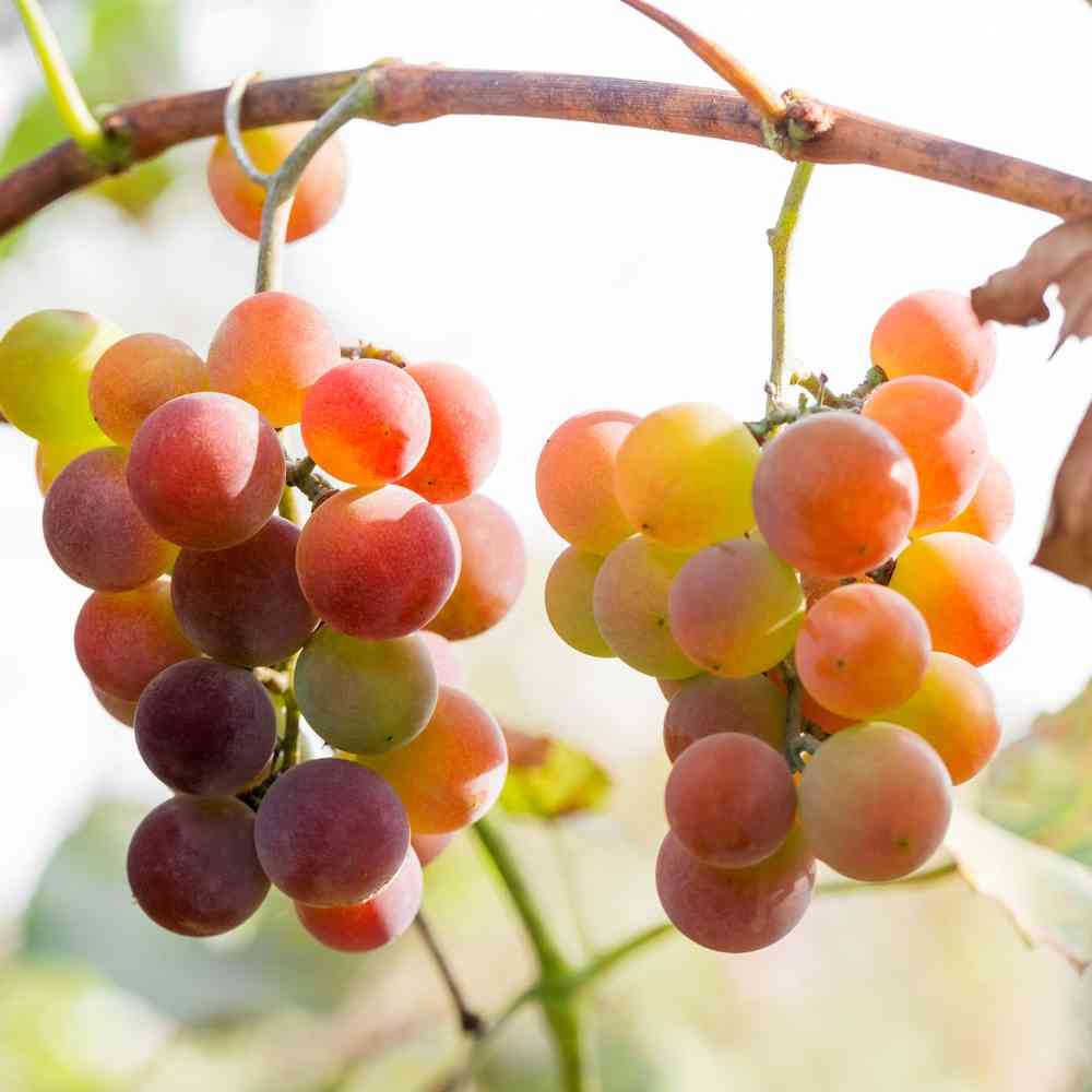 Aitoviiniköynnös 'Somerset Seedless'