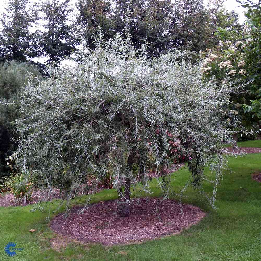 Pyrys salicifolia 'Pendula'