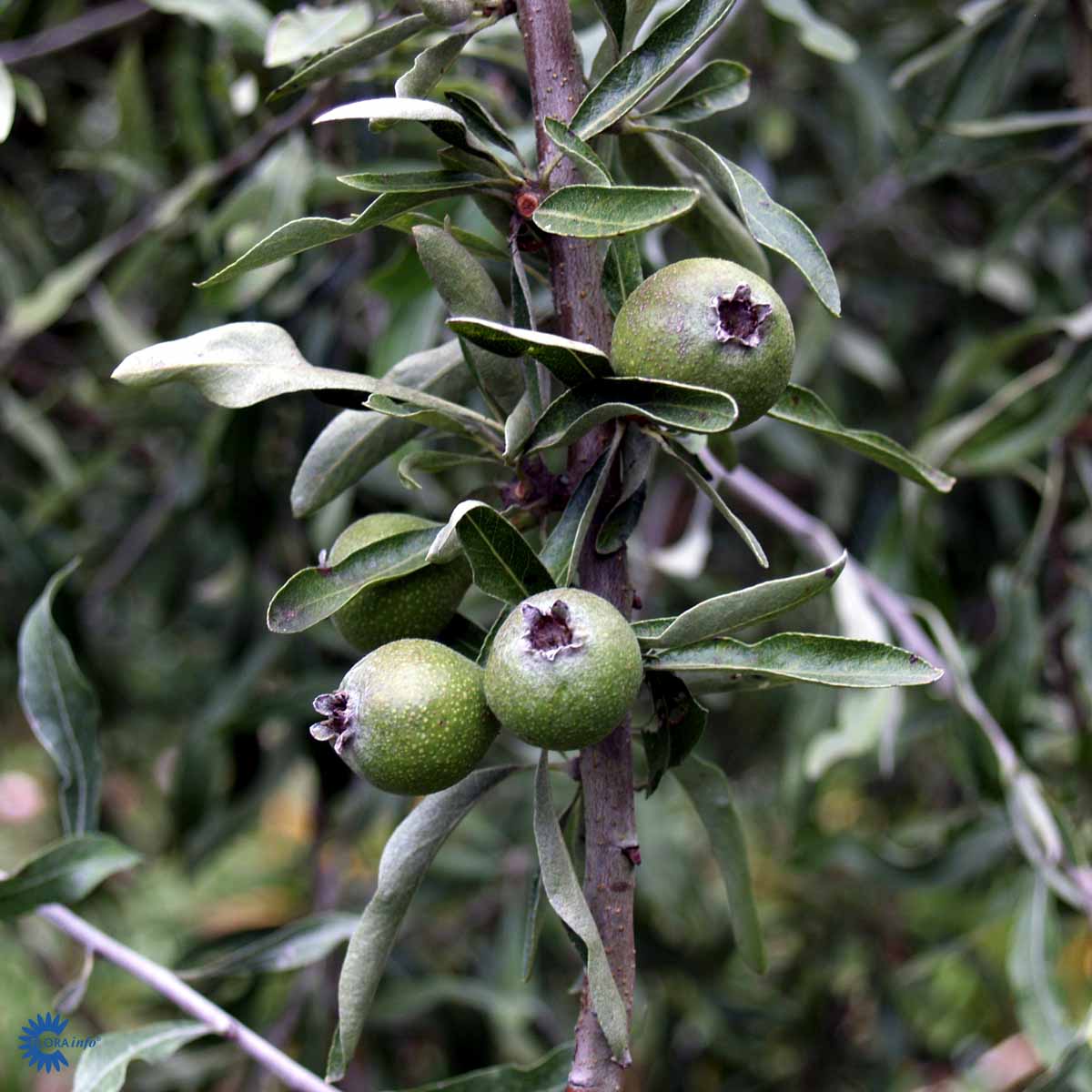 Pyrys salicifolia 'Pendula'