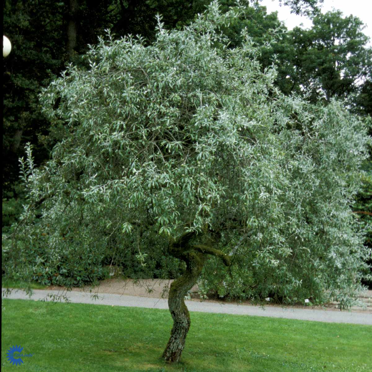 Pyrys salicifolia 'Pendula'