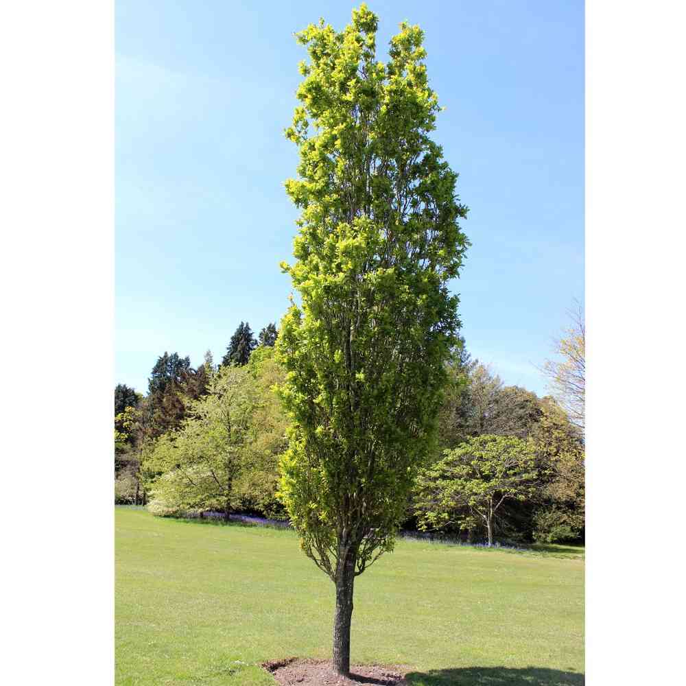 Quercus robur 'Fastigiata'