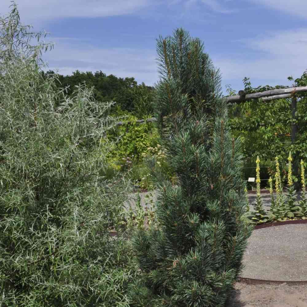 Pinus sylvestris 'Fastigiata'