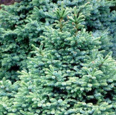 Picea omorika