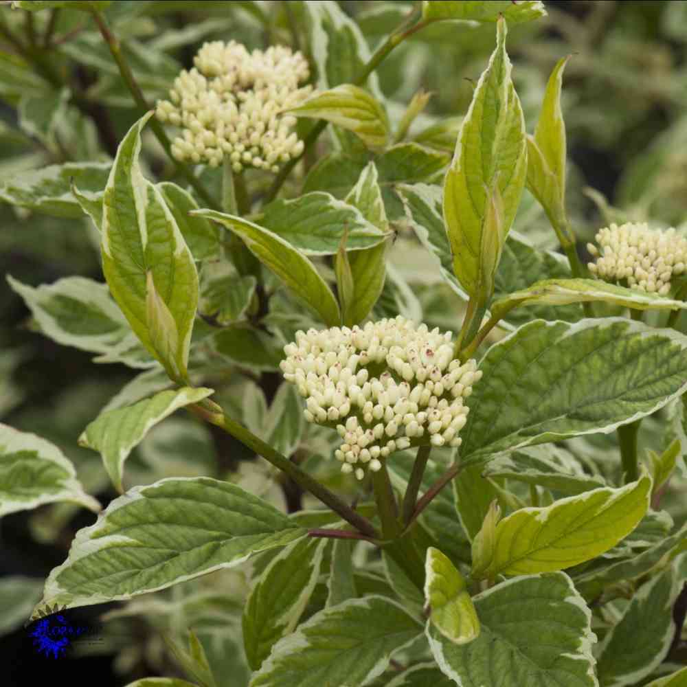 Viirukirjokanukka 'Sibirica Variegata'