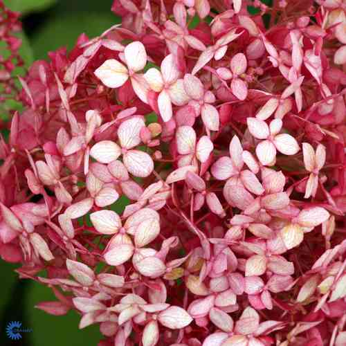 Pallohortensia 'Ruby Annabelle'