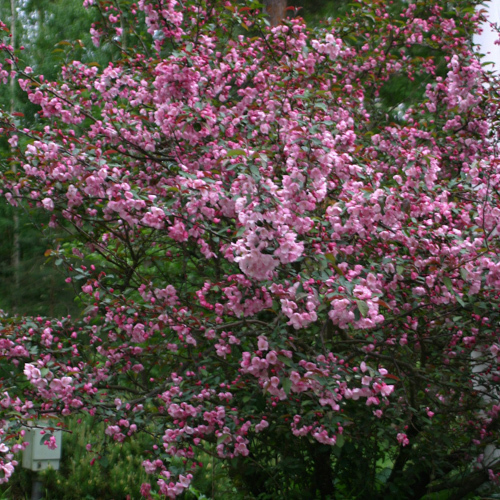 Malus toringo var. sargentii