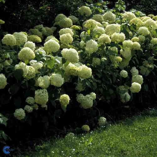 Hydrangea arborescens