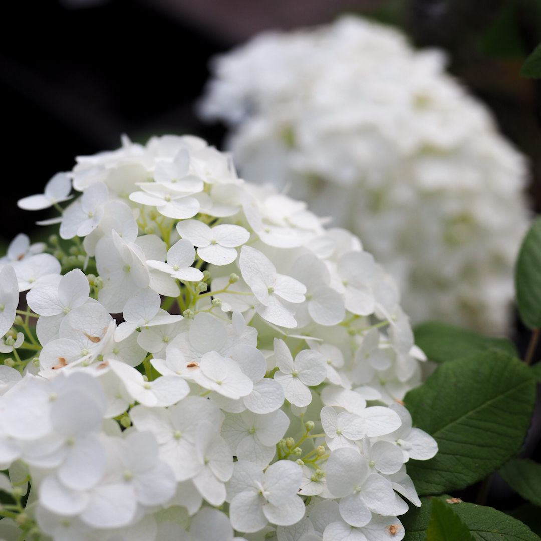 Pallohortensia 'Strong Annabelle'